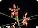 Renanthera matutina